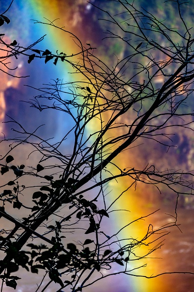 Rainbow Tree - Australia - Steve Juba 