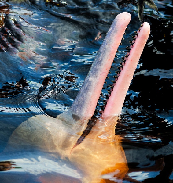 Pink River Dolphin - Brazil - Steve Juba