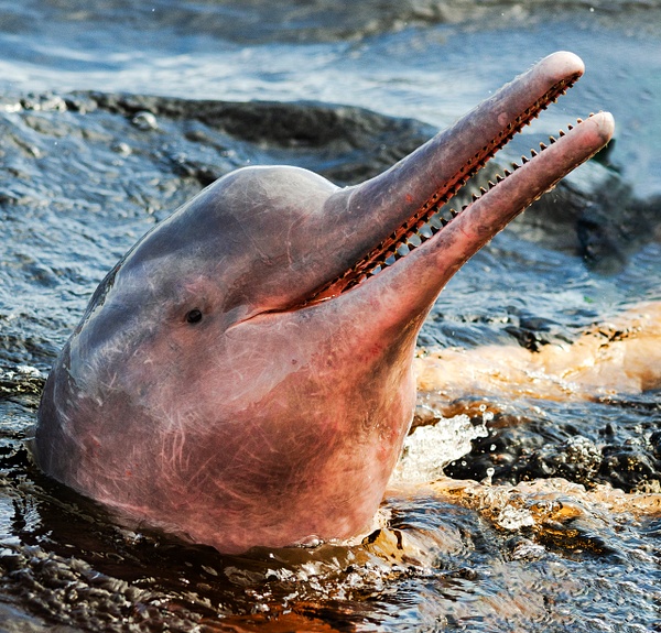 Pink River Dolphin 2 - Steve Juba 