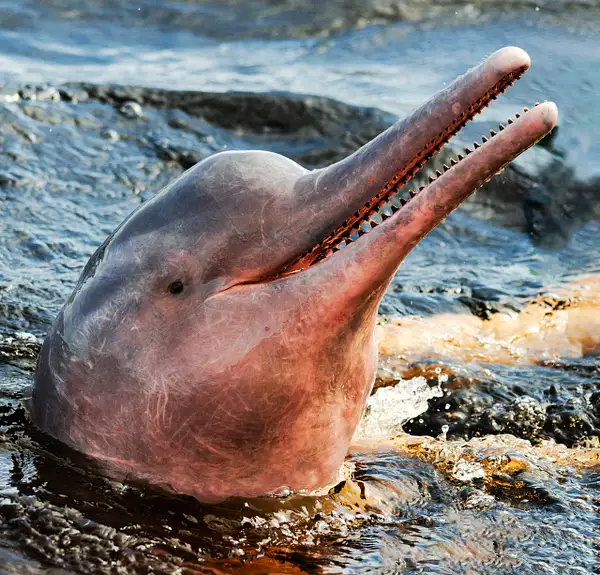 Pink River Dolphin 2 by Stevejubaphotography