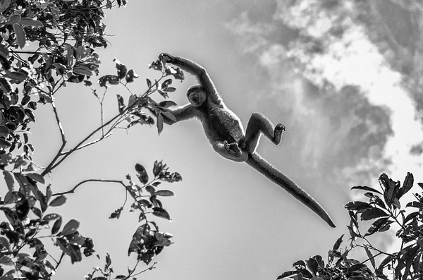 monkey jump - Australia - Steve Juba