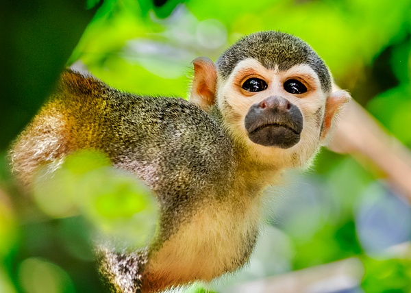 monkey stare - Brazil - Steve Juba 