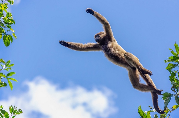 monkey jump 2 - Brazil - Steve Juba 