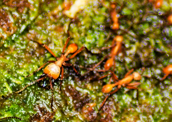 Amazon Ant - Australia - Steve Juba