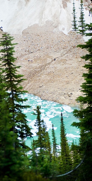 glacier trees vert - Canadian Rockies - Steve Juba