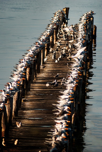 The Birds! - Costa Rica - Steve Juba 