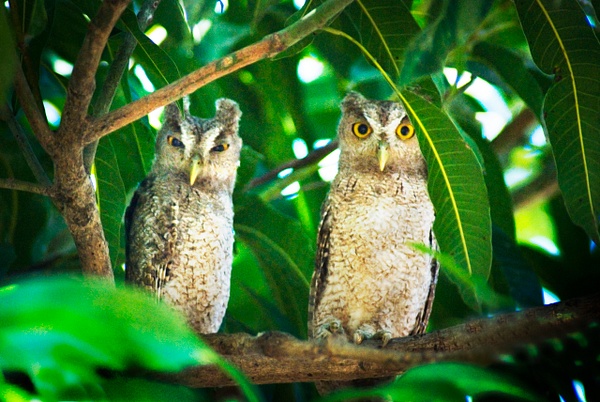 Owl Couple - Costa Rica - Steve Juba 