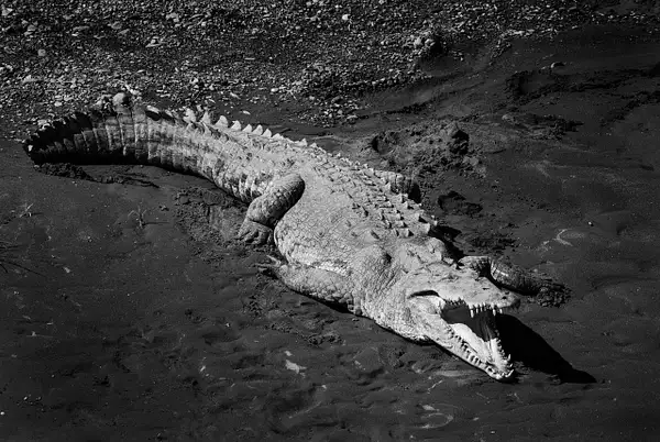 suntan croc by Stevejubaphotography