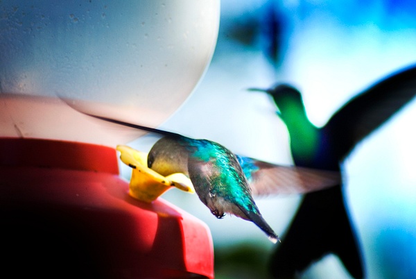Hummingbirds - Costa Rica - Steve Juba