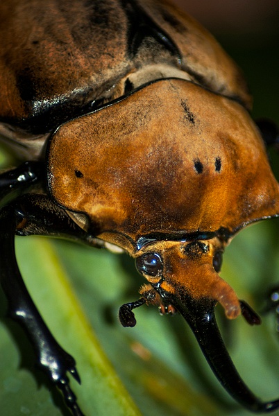 hercules Beetle - Costa Rica - Steve Juba 