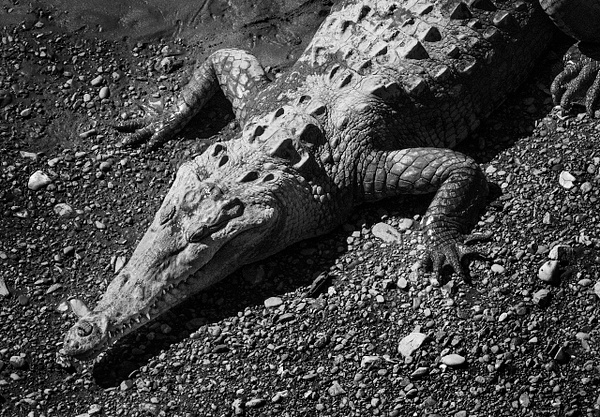 American Crocodile - Costa Rica - Steve Juba