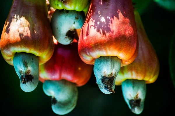 cashew - Nature - Steve Juba Photography 