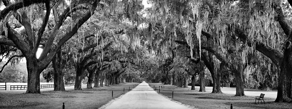 Plantation trees contrast straighten BW by...