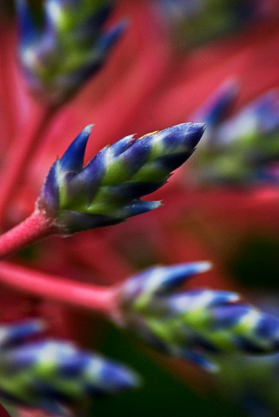 botanical flower 2 - Steve Juba