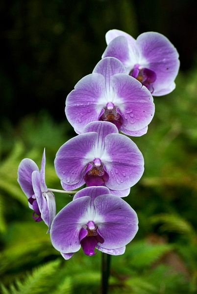 orchids - Big Island Hawaii - Steve Juba 