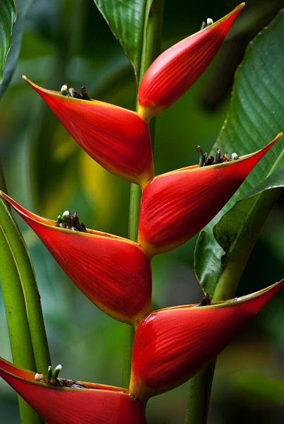 botanical flower - Big Island Hawaii - Steve Juba