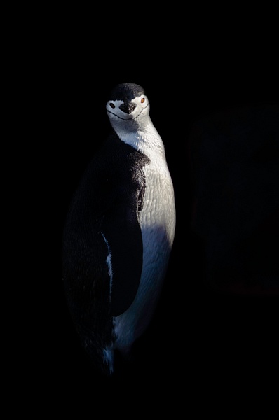 Penguin Siloutte - Steve Juba