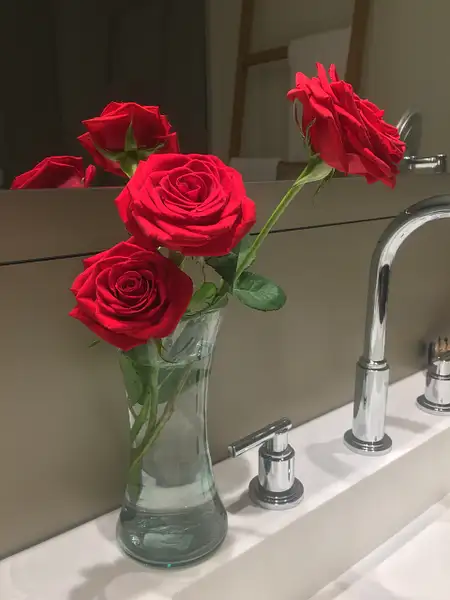Roses left daily in room by Lovethesun