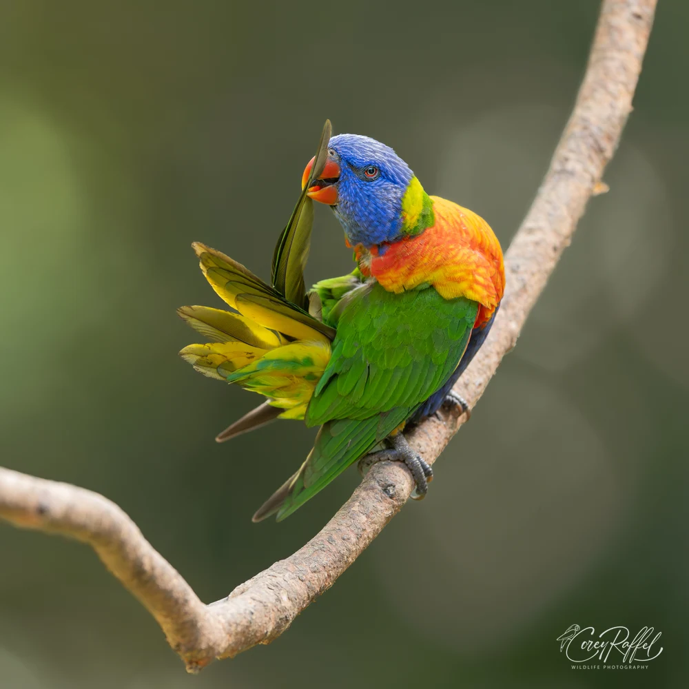 Vibrant Rainbow Lorikeet Perched on Branch