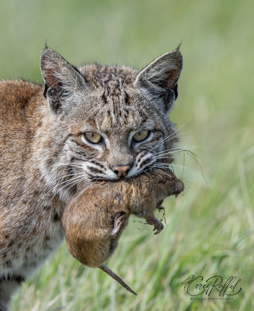 Majestic Bobcat with Prey in Grassy Landscape