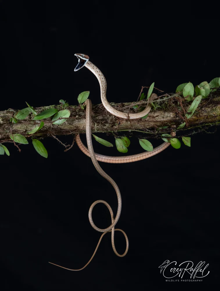 Elusive Brown Vine Snake in Natural Habitat