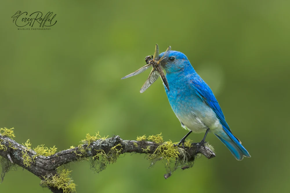 Radiant Mountain Bluebird Capturing Dragonfly