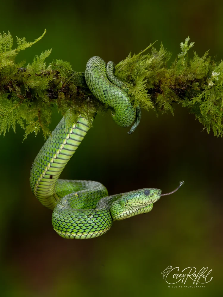 Graceful Side-Striped Palm Viper in Lush Habitat