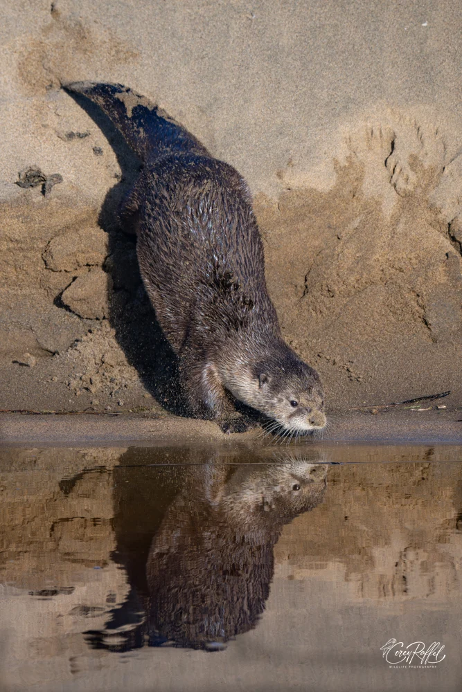 Playful Northern River Otter Near Water's Edge