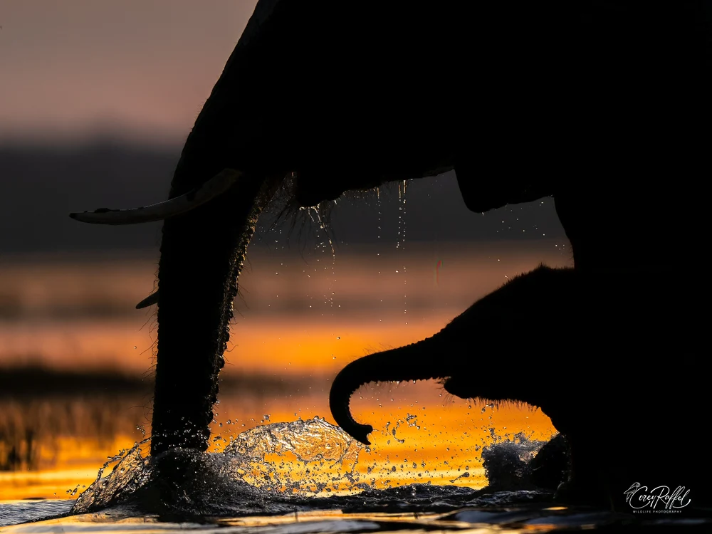 Stunning African Bush Elephant Silhouette at Sunset