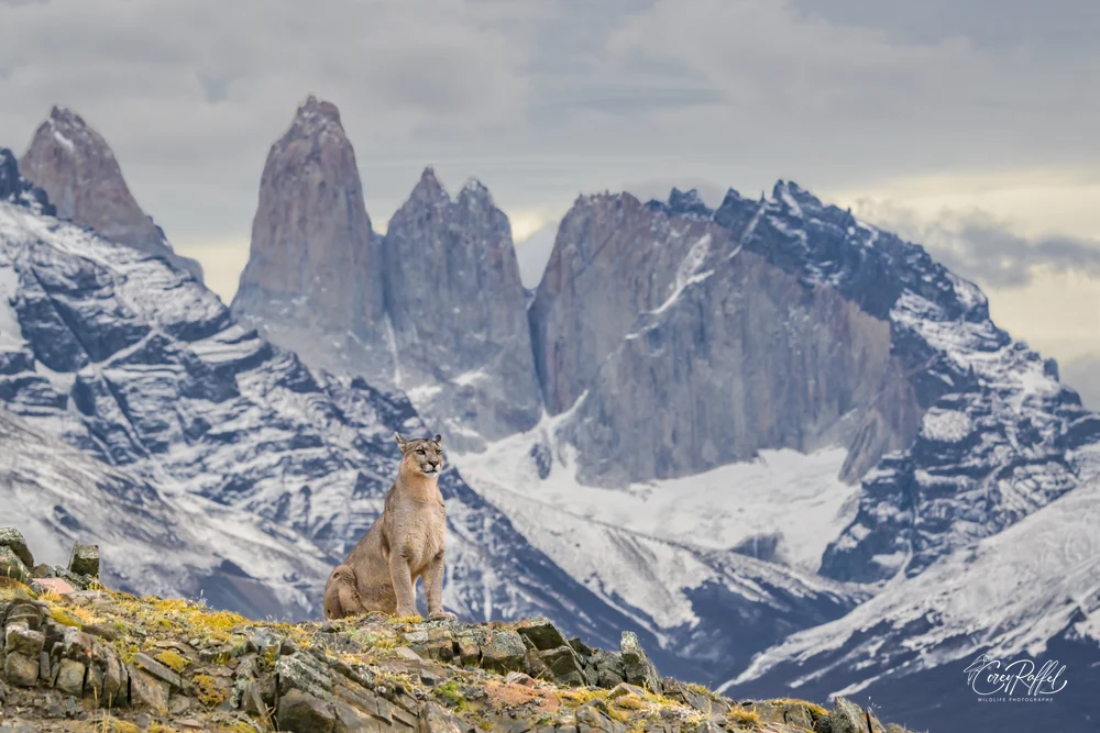 Elegant Cougar in Torres del Paine Landscape