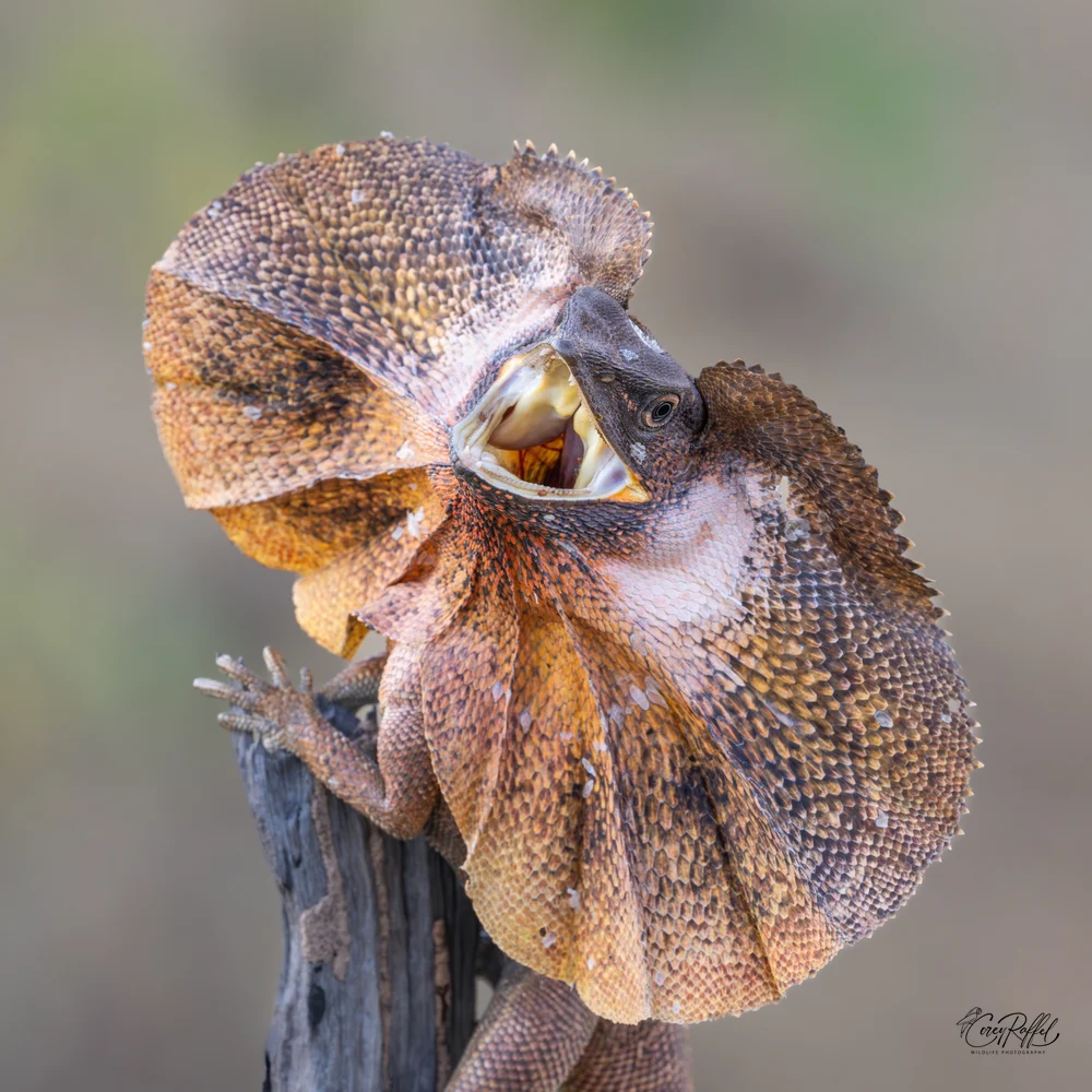 Unique Frilled Lizard Displaying Its Colorful Frill