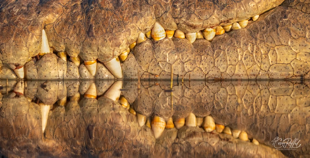 Impressive Nile Crocodile Reflecting in Water