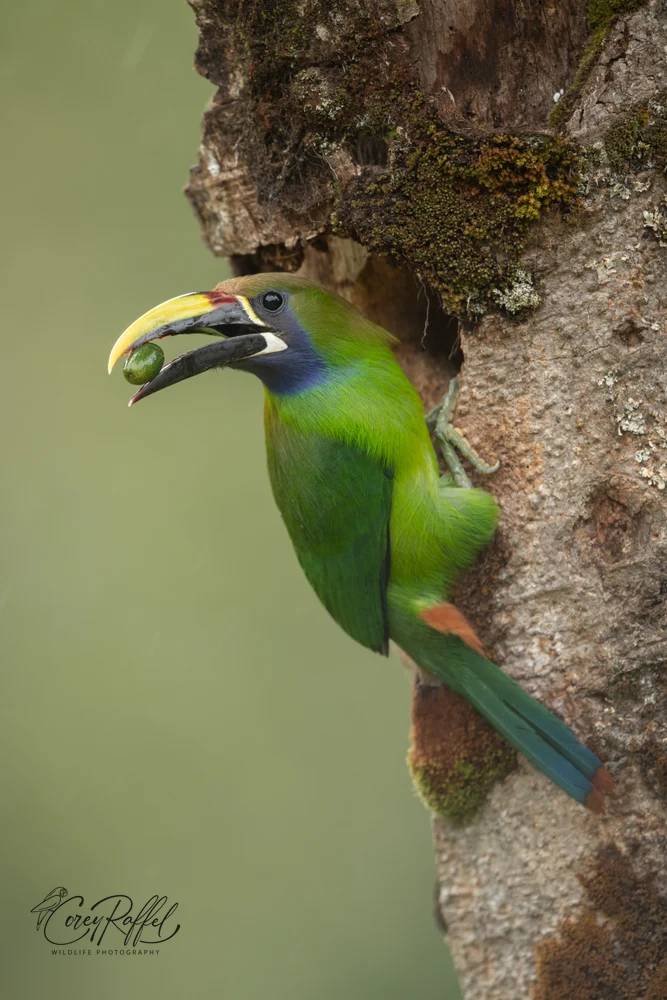 A Northern Emerald Toucanet Perched on Its Nest Hollow Pauses to Take a Look Around Before Delivering Food to Its Nestlings