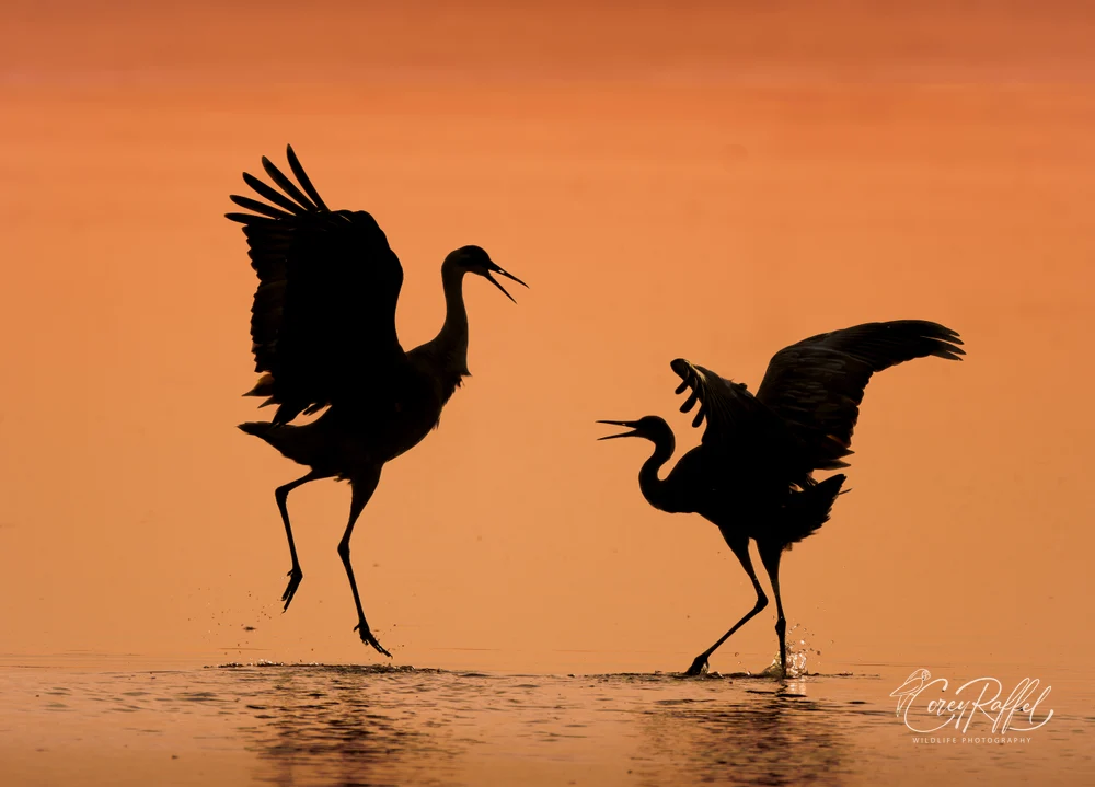 A Pair of Sandhill Cranes Dance at Sunrise