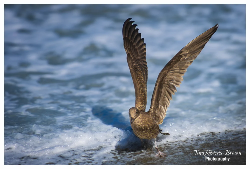 Spreading Wings - tsb photo