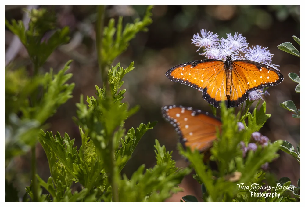 Monarchs On Flowers In Spring - tsb photo