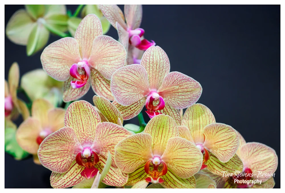 Moth Orchid - tsb photo