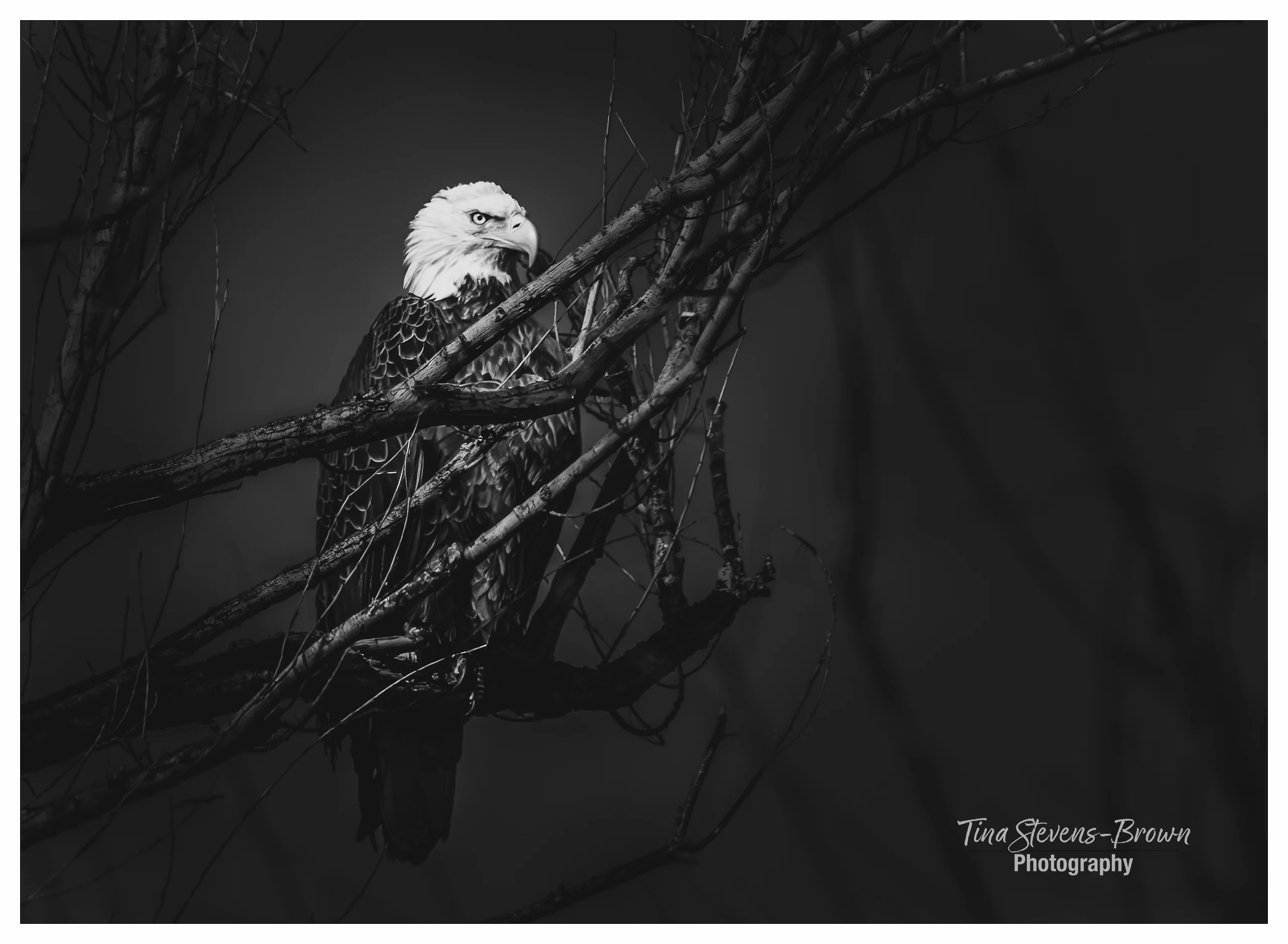 Salt River Bald Eagle  - tsb photo