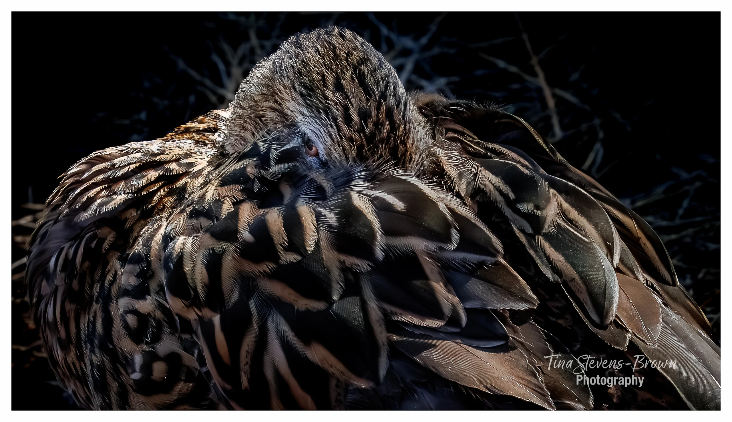 The Bashful Mallard - tsb photo