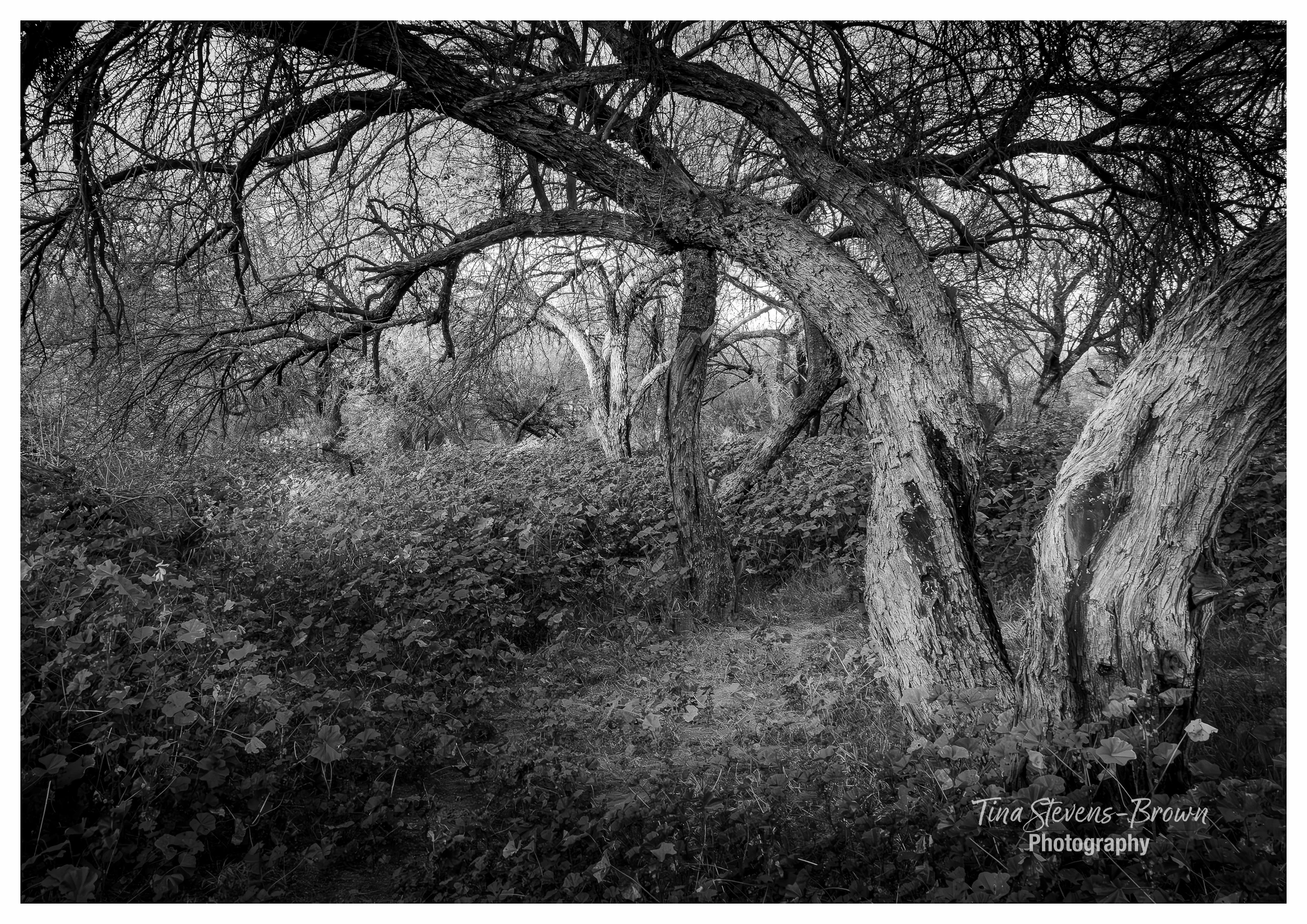Coons Bluff Canopy - tsb photo