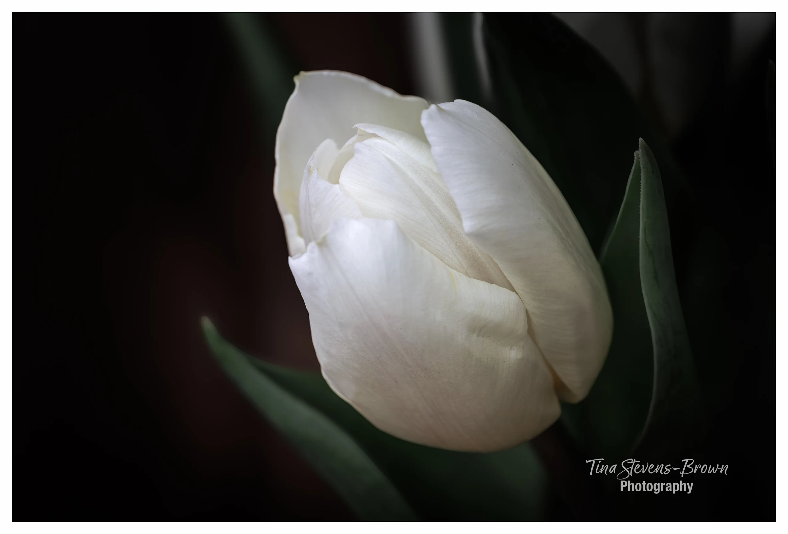White Tulip in Bloom - tsb photo