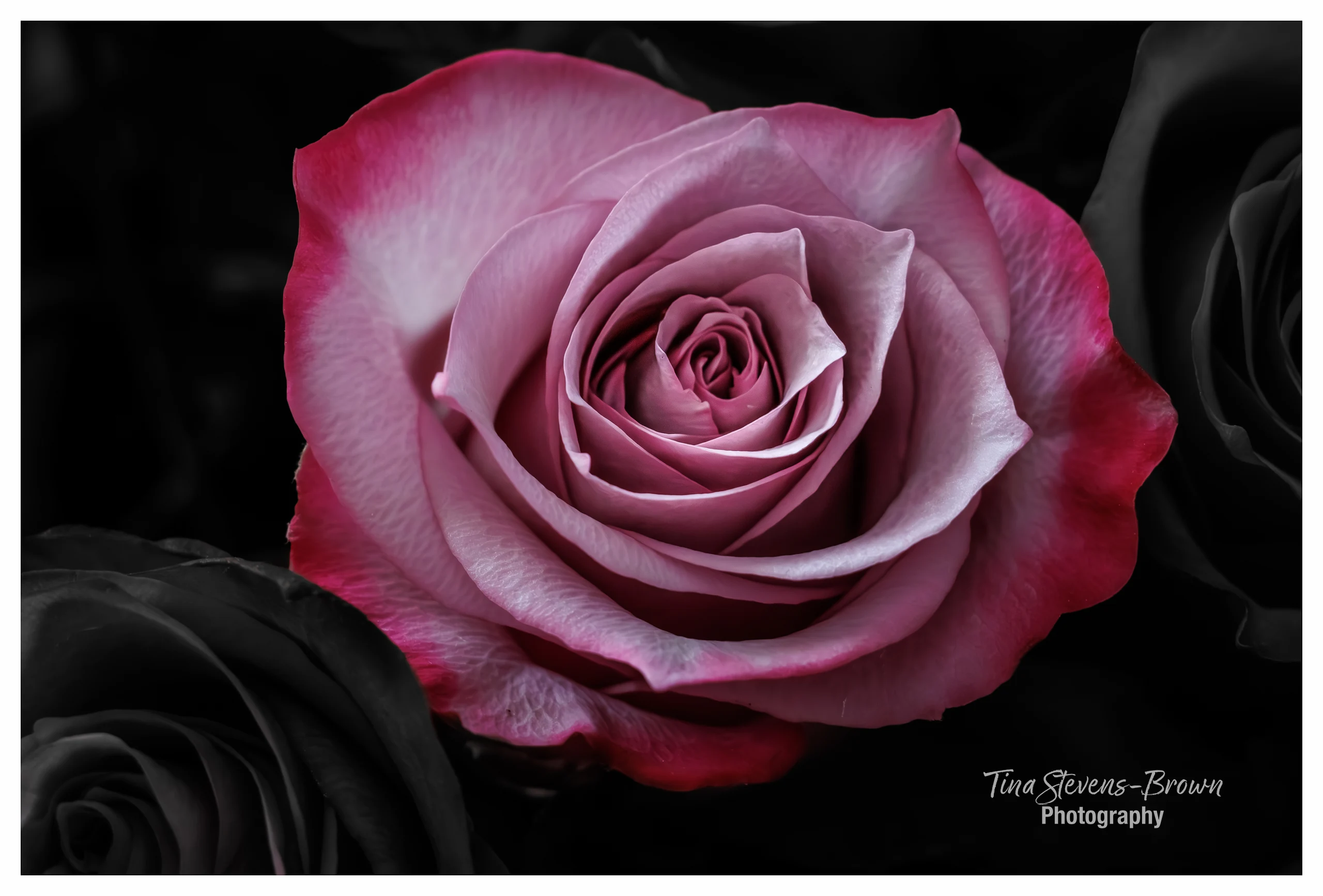 Pink Rose in Bloom - tsb photo