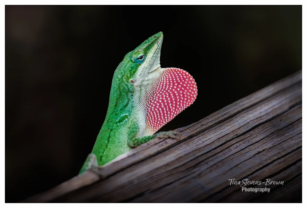 Green Anole Showing His Colors