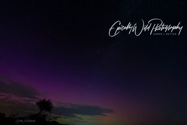 Epically Wild Photography