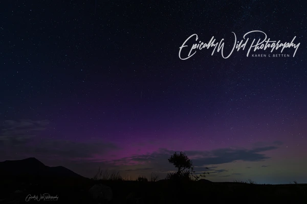 Epically Wild Photography