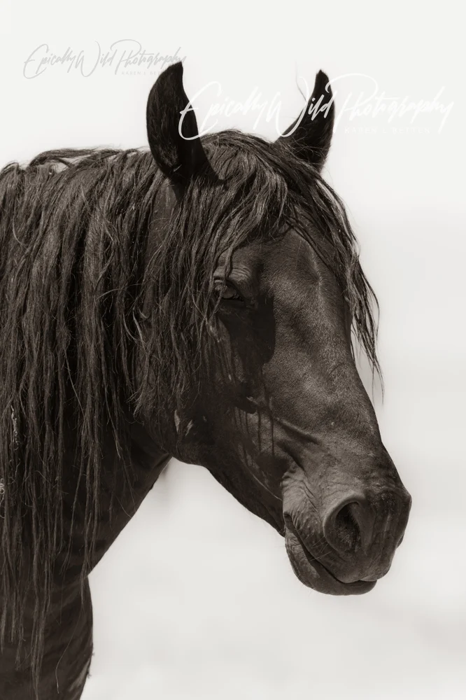 Elegant Black Horse Portrait in Monochrome