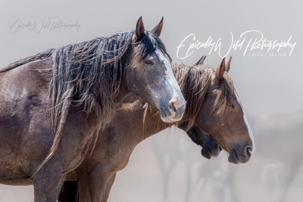 Epically Wild Photography