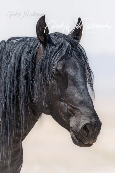 Close-up of a black horse with flowing mane against a soft background.