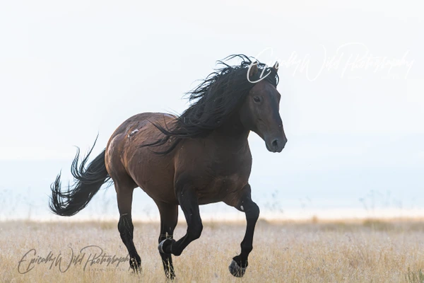 Epically Wild Photography