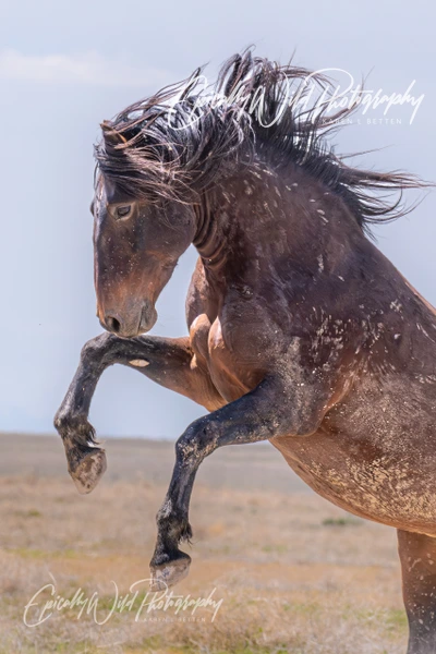 Epically Wild Photography